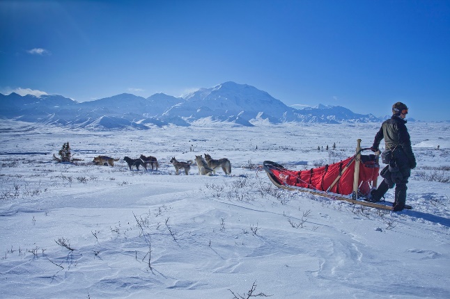 Alaskan snow with dog sled